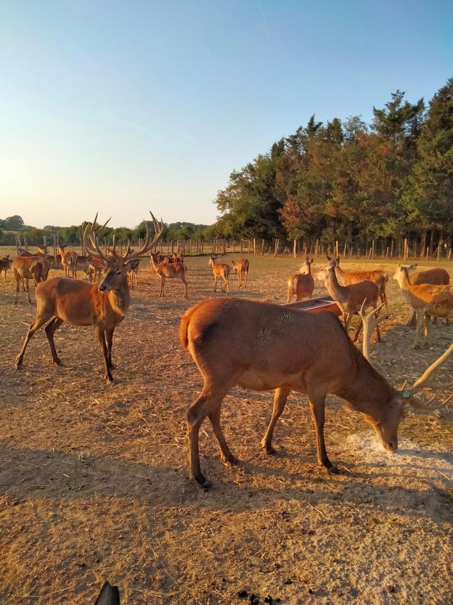 Ferme De L'Etang - Gite Epuisay Kültér fotó